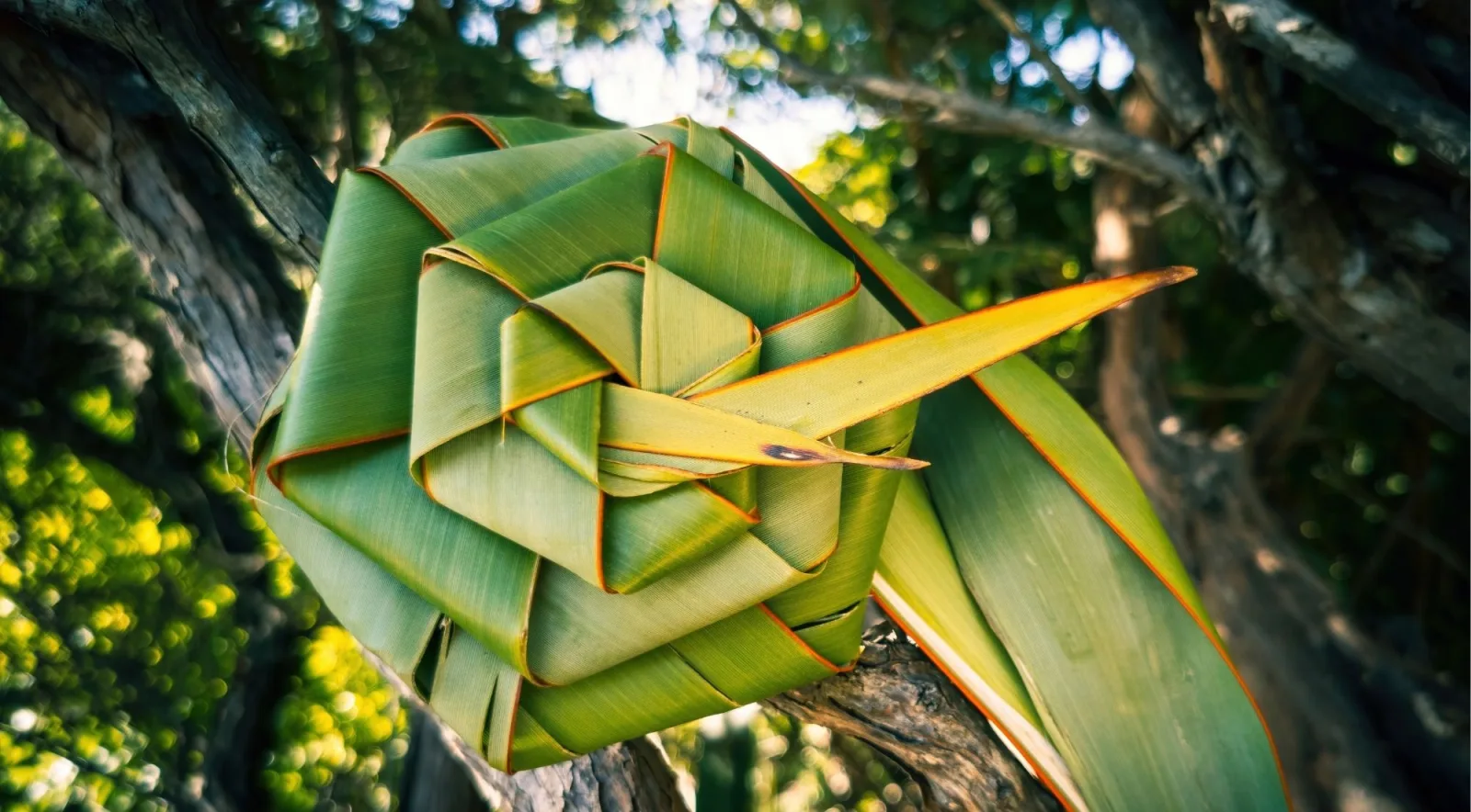 Basket woven from fresh green harakeke flax, resting in the fork of a tree