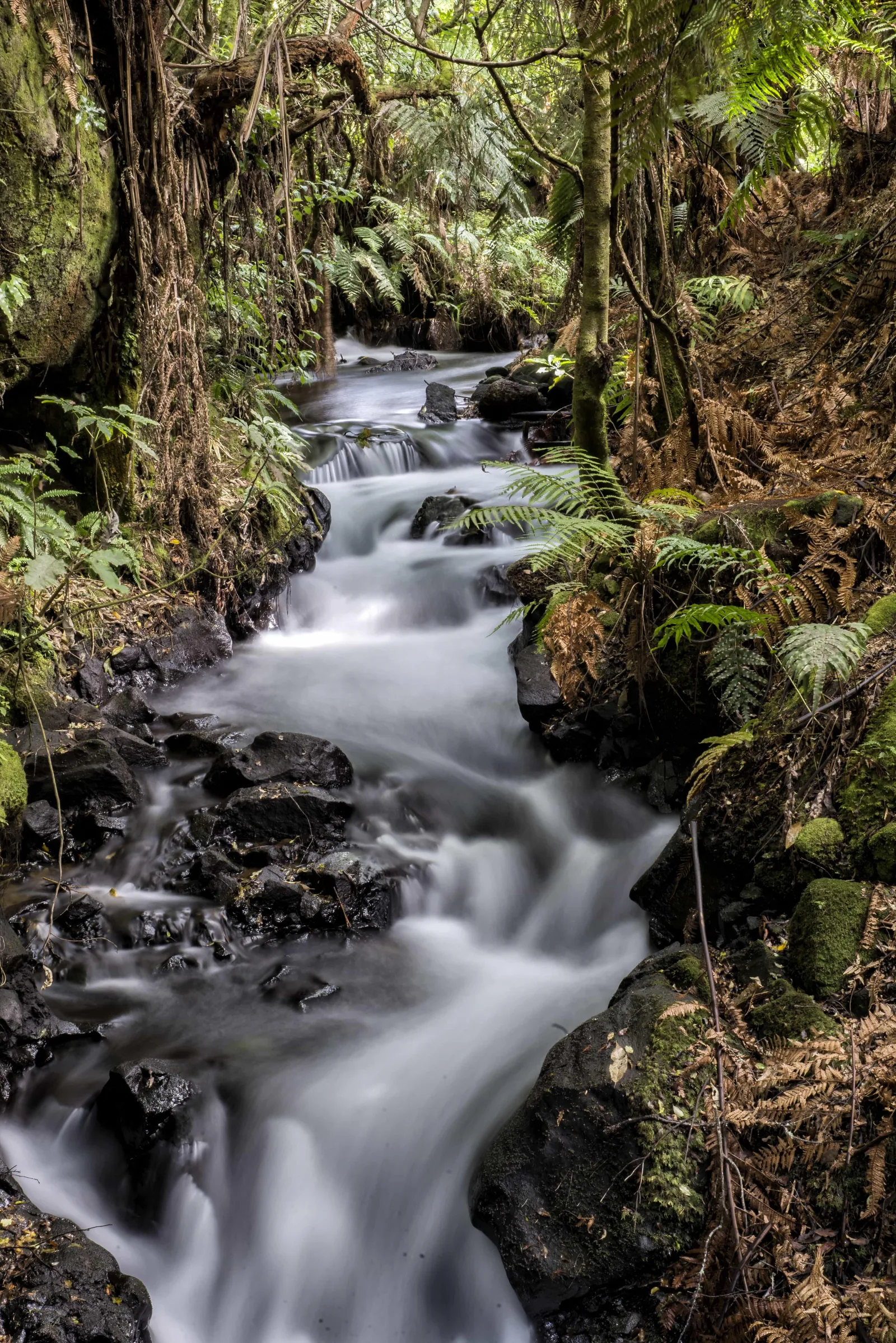 The Te Wairoa stream running through native bush and tree ferns on the waterfall trail