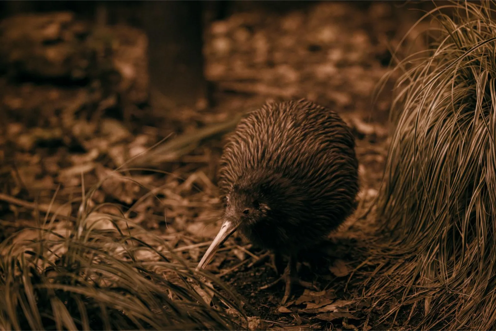 A kiwi foraging in the leaf litter of the nocturnal enclosure at the Kiwi Conservation Centre