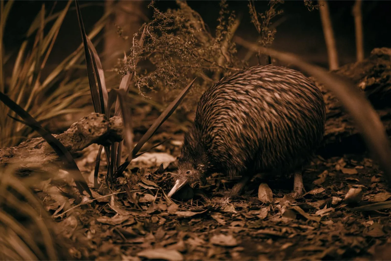 A kiwi walking through leaf litter in the dim nocturnal house at Te Puia